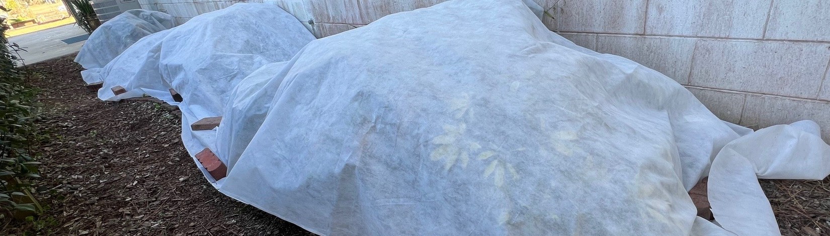 Frost cloth covering a row of plants