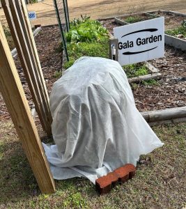 Frost cloth covering potted plants