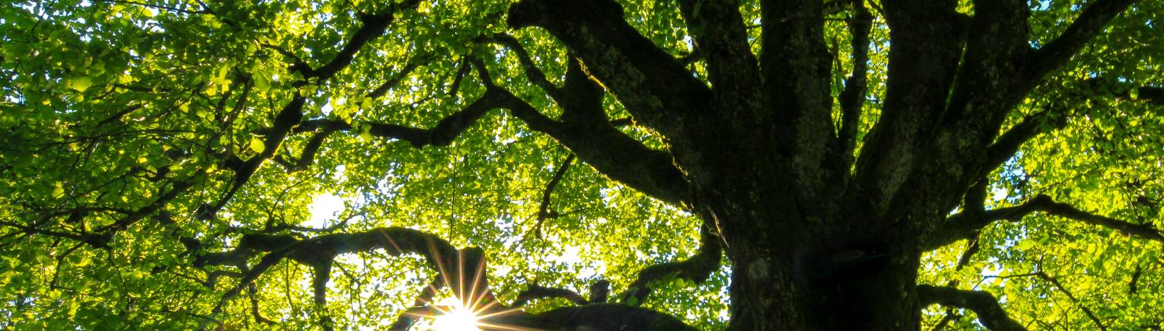 Celebrating Florida Arbor Day Through Community Tree Planting