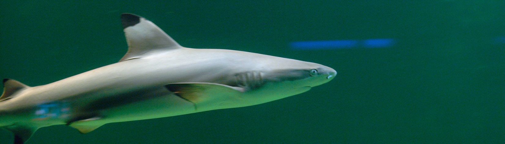 Blacktip reef shark.