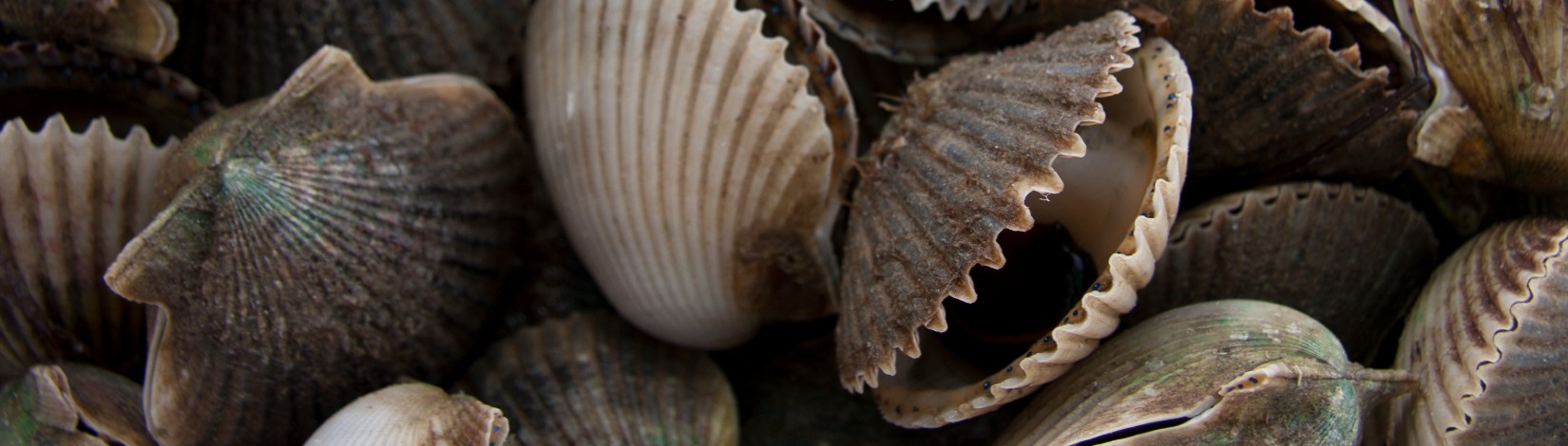 Fresh caught scallop.