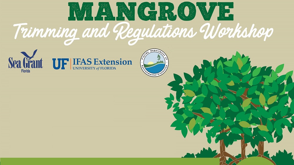 mangrove class flyer