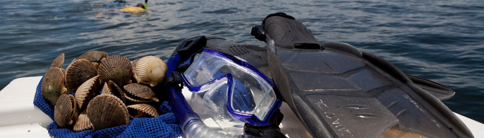 Scallops, snorkeling equipment, and scallopers off the coast of Keaton Beach, Florida. Recreation, scalloping, snorkel, mask, fins, boats.