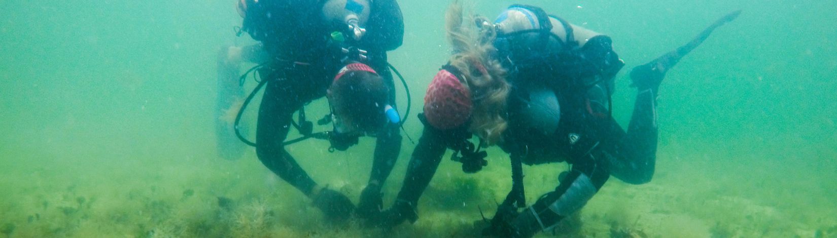 Aaron Pilnick (foreground) and Doug Marcinek (background) in scuba gear examining sea sponges on a research dive.