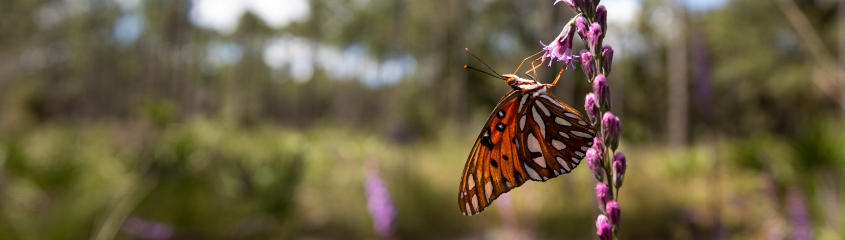 Monarch butterfly on a flower.
