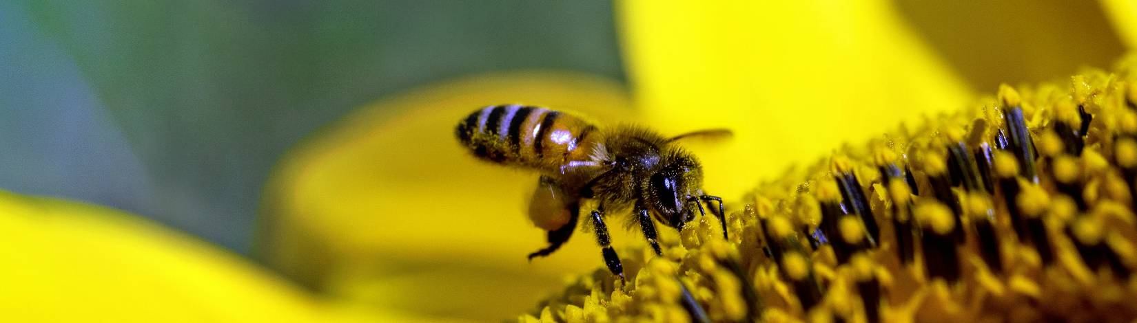 Bee on sunflower