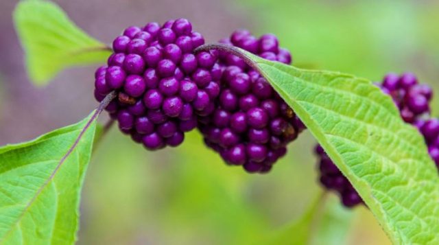 Beautyberry stem with berries