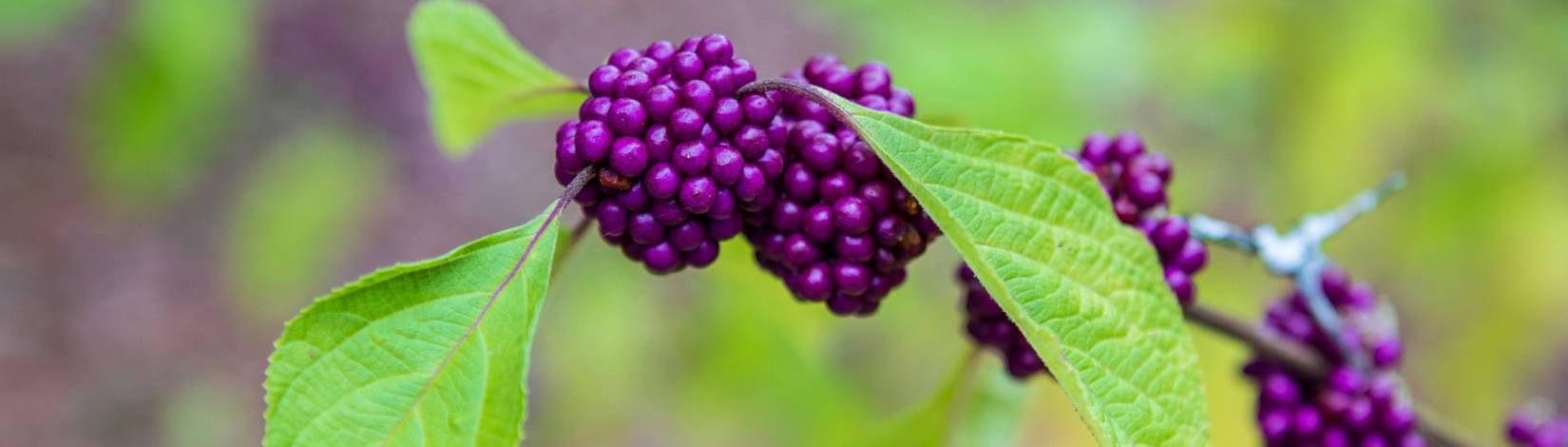 Beautyberry stem with berries