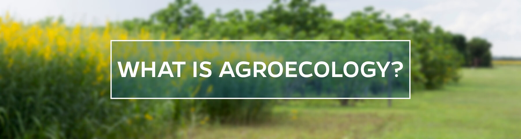 What Is Agroecology? - UF/IFAS Tropical Research And Education Center