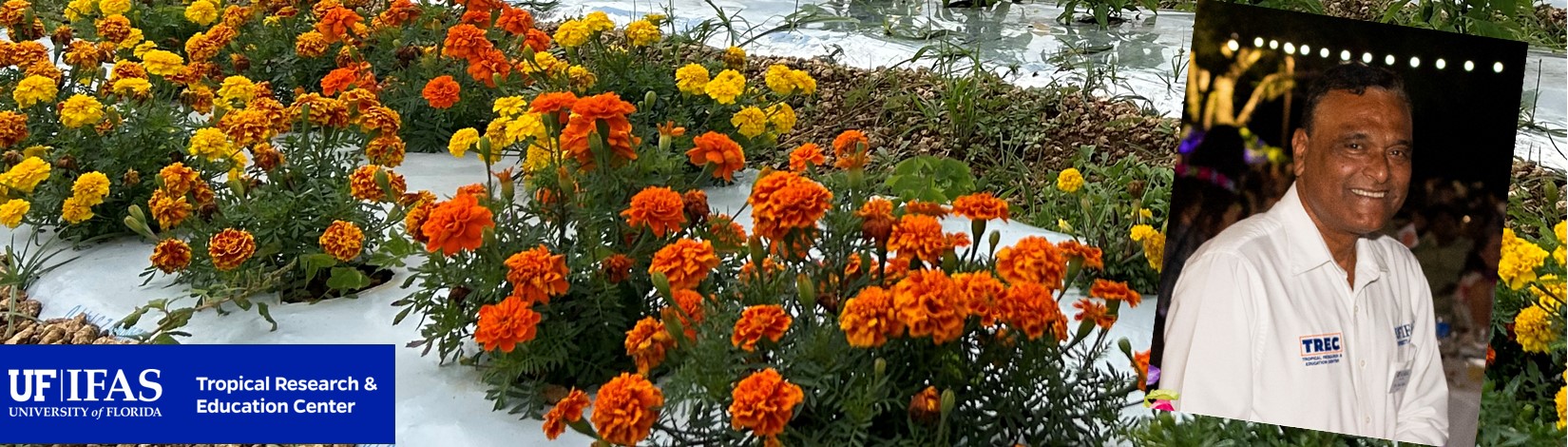 Background: Field of non-host and insect repellent plants intercropped with jalapeño pepper. The PI of this research is Dr. Dakshina Seal.