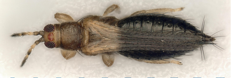 Thrips parvispinus