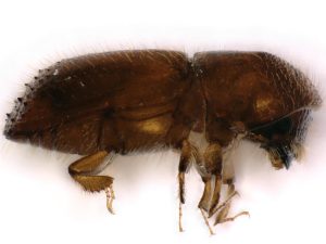 A female Ambrosia beetle (volvulus11), an pest of Florida avocados