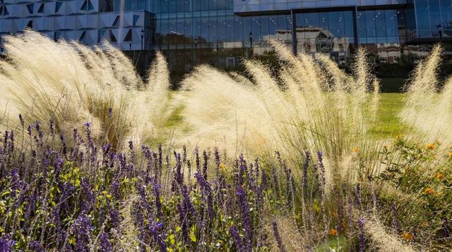 Florida Friendly Landscaping (FFL) at Malachowsky Hall. Photo taken 11-10-25