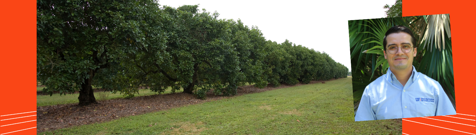 Centered: Avocado grove at the UF/IFAS Tropical Research & Education Center. Overlay: Dr. Malek Hammami. Dr. Malek Hammami aims to optimize farm budgets for south Florida farmers.