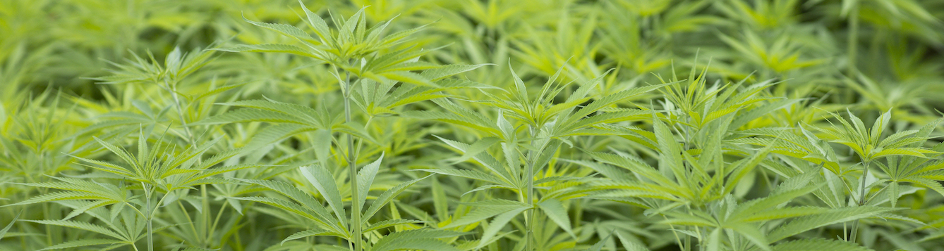 Hemp Perspectives Header