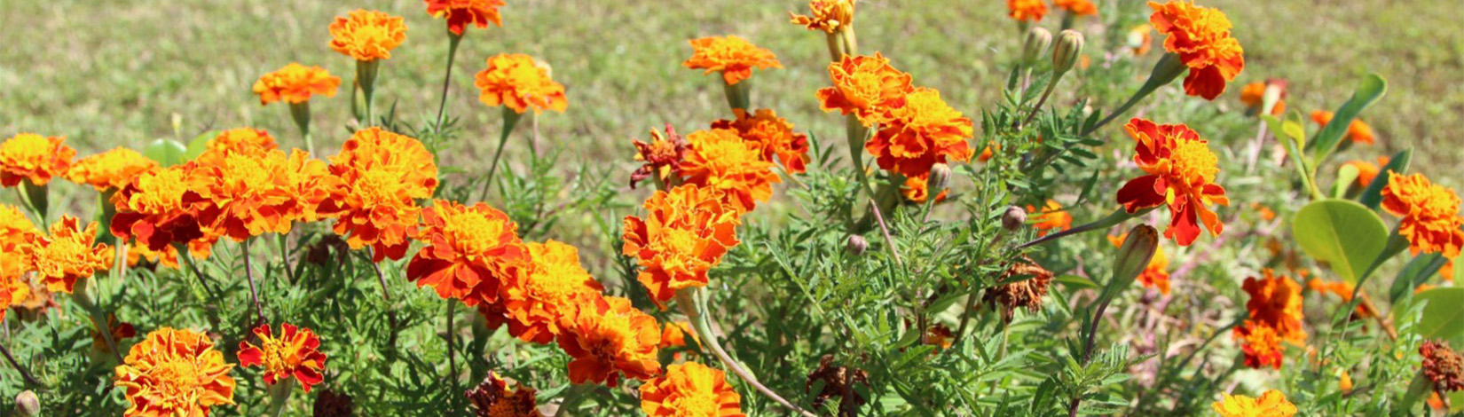 Marigolds