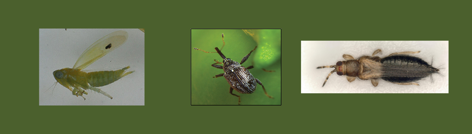 From left to right: a two-spotted cotton leaf hopper, a pepper weevil, and thrips parvispinus