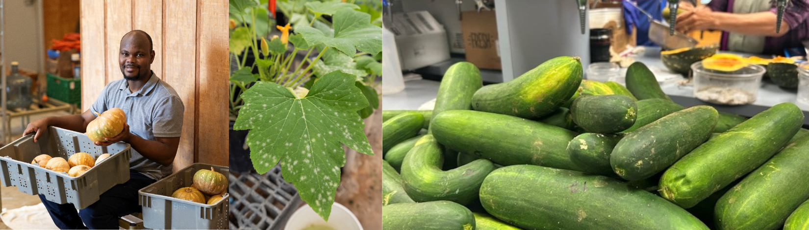 Dr. Meru showing off his high-yielding calabaza, a tropical vegetable; a calabaza infected with powdery mildew, the recent high yielding harvest of cucumbers at TREC.