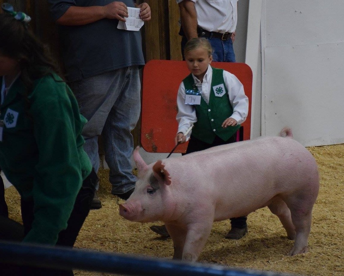 young girl with 4-H showing a pig at the county fair