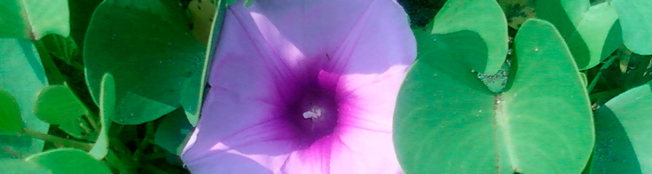 beach morning glory