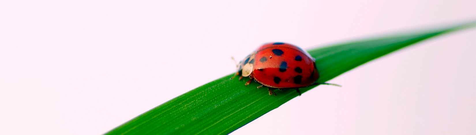ladybug on a leaf