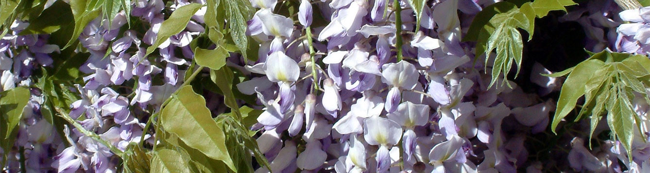 Wisteria frutescens