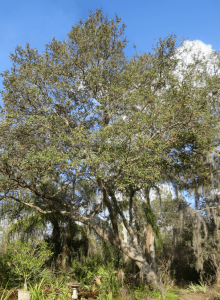 Hurricane-Resistant Trees - UF/IFAS Extension Volusia County