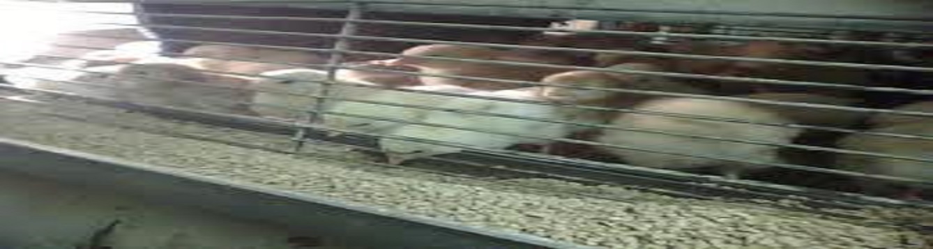 chicks in brooder eating feed