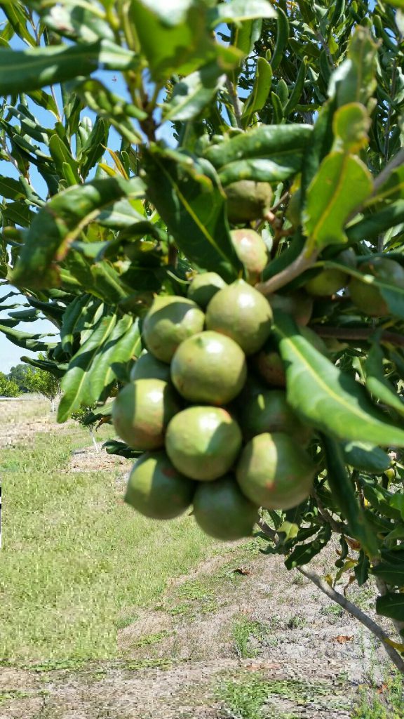 Macadamia as an Alternative Crop for Florida UF/IFAS Extension