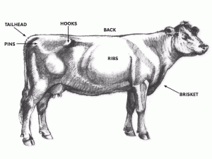 Body Condition Score: A Free Beef Cattle Management Tool - UF/IFAS ...