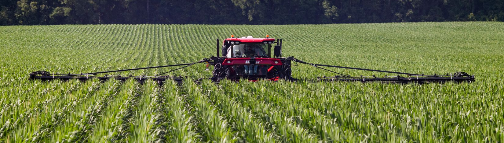 Elevated tractor applying fertilizer to a corn field.