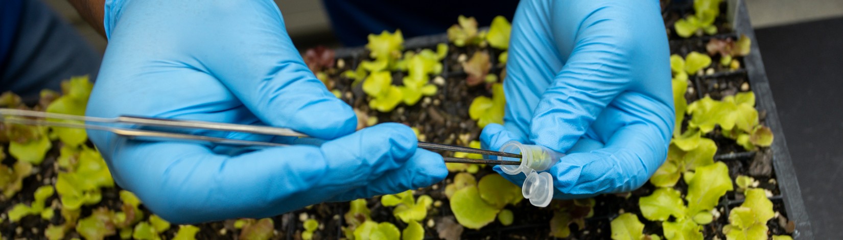Hands and tweezers transfering a plant sample to a vial in a lab.