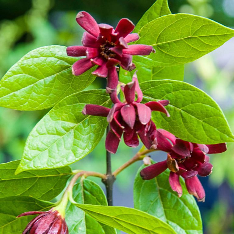 Calycanthus floridus, Carolina Allspice, Sweetshrub UF/IFAS Extension Volusia County