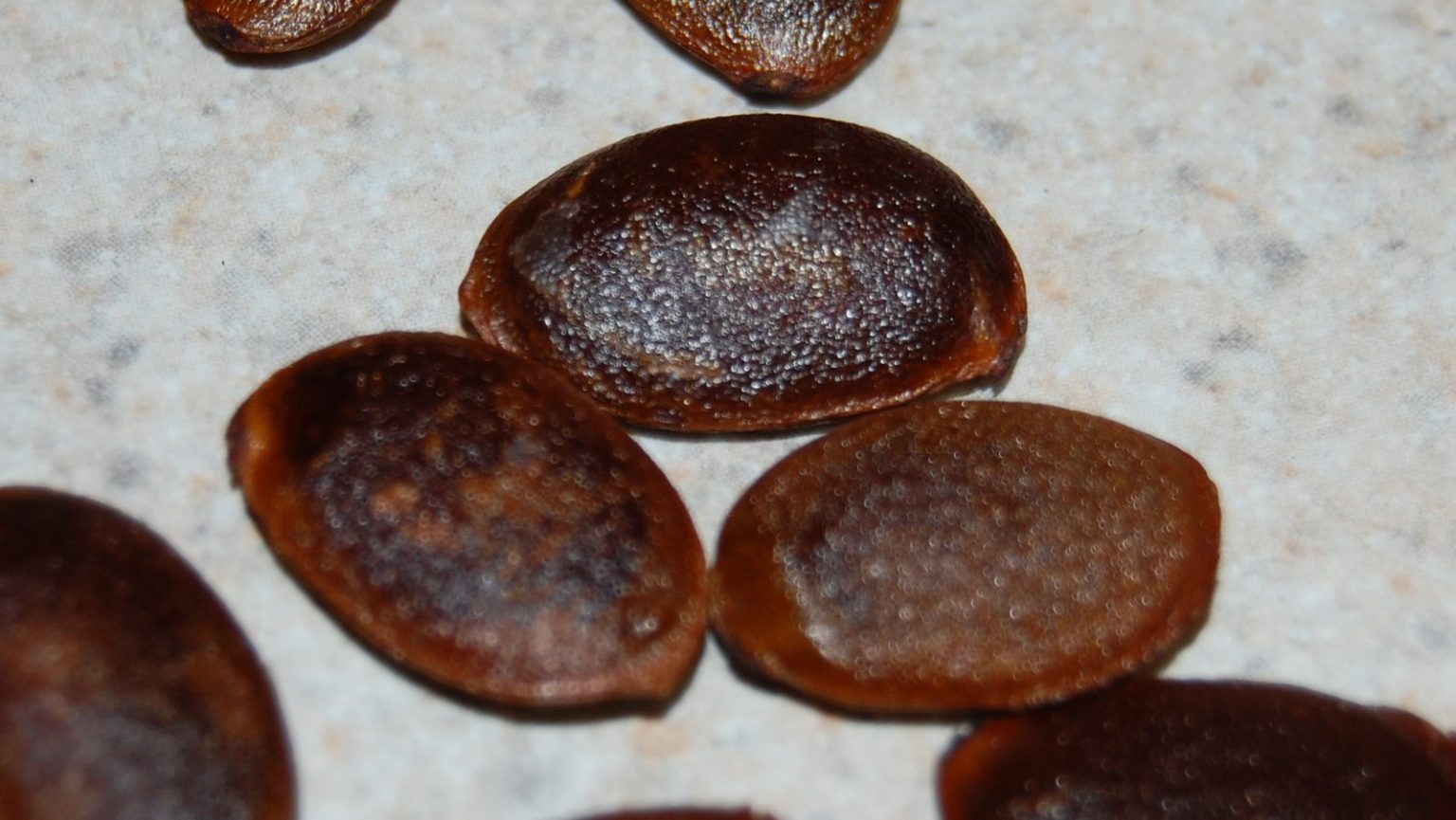 Predicting Florida’s Weather with Persimmon Seed UF/IFAS Extension