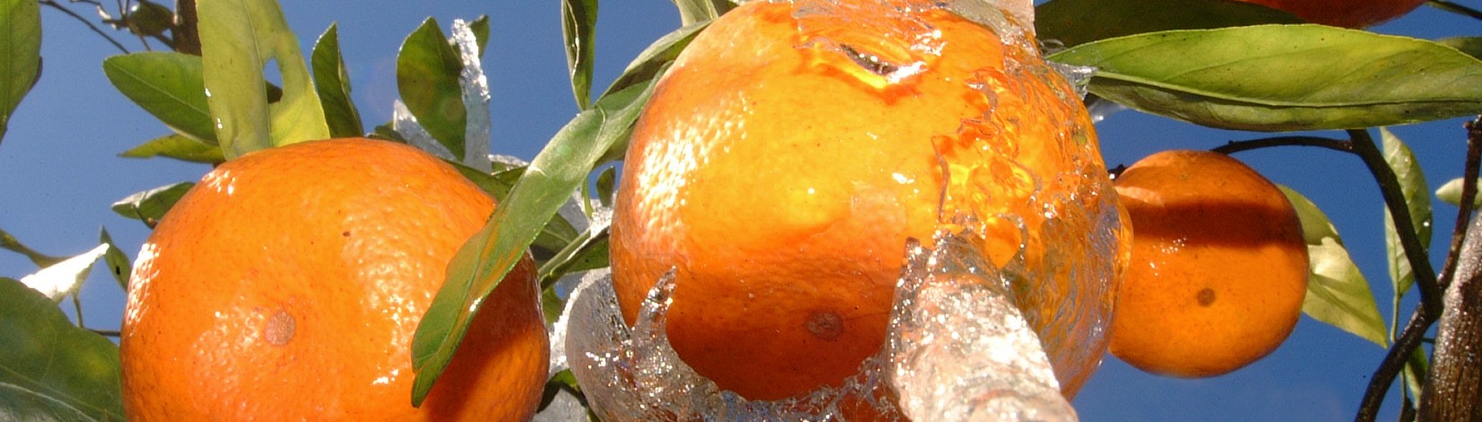 Oranges get watered down to protect them from the freeze.