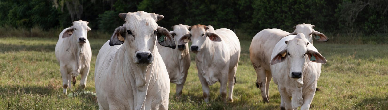 American Brahman North Florida Research and Education Center (NFREC) Marianna.