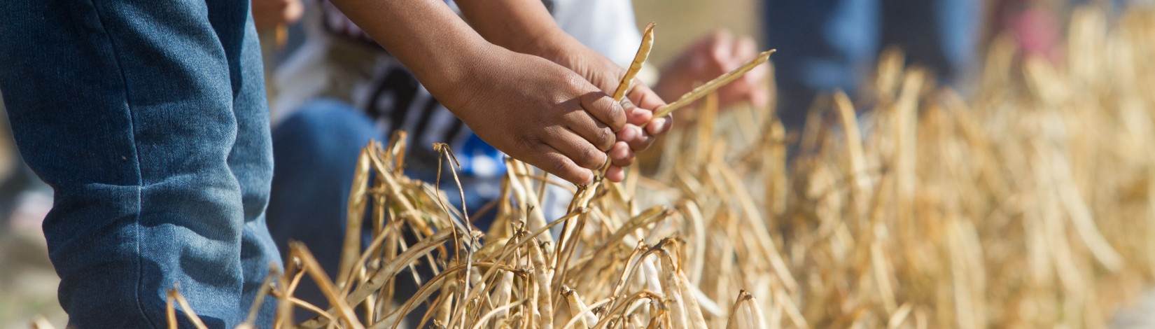 Children picking beans during a visit to the North Florida Research and Education Center in Live Oak.