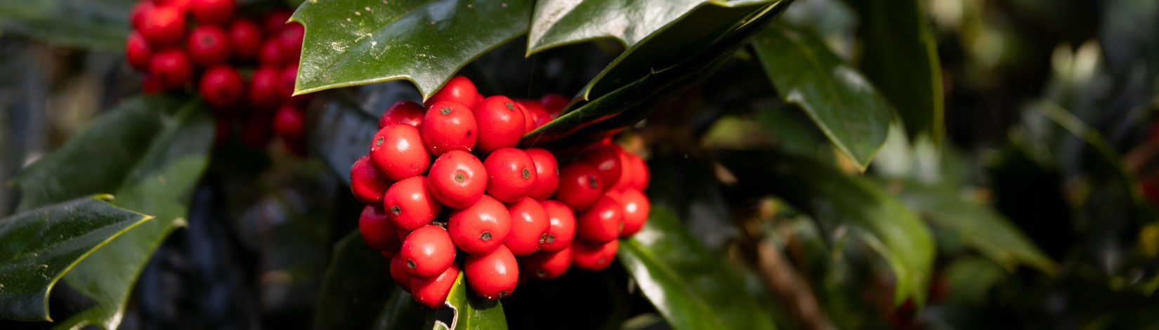 Holly tree leaves and fruit.