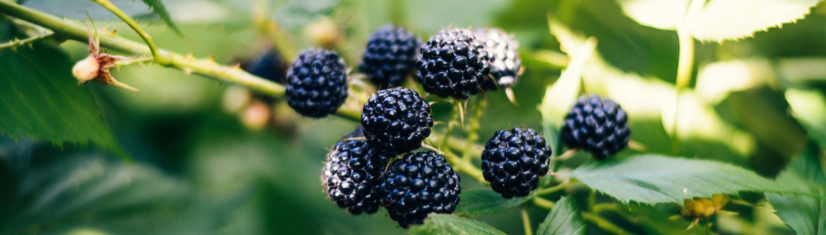currant berries and blackberries in the bushes.