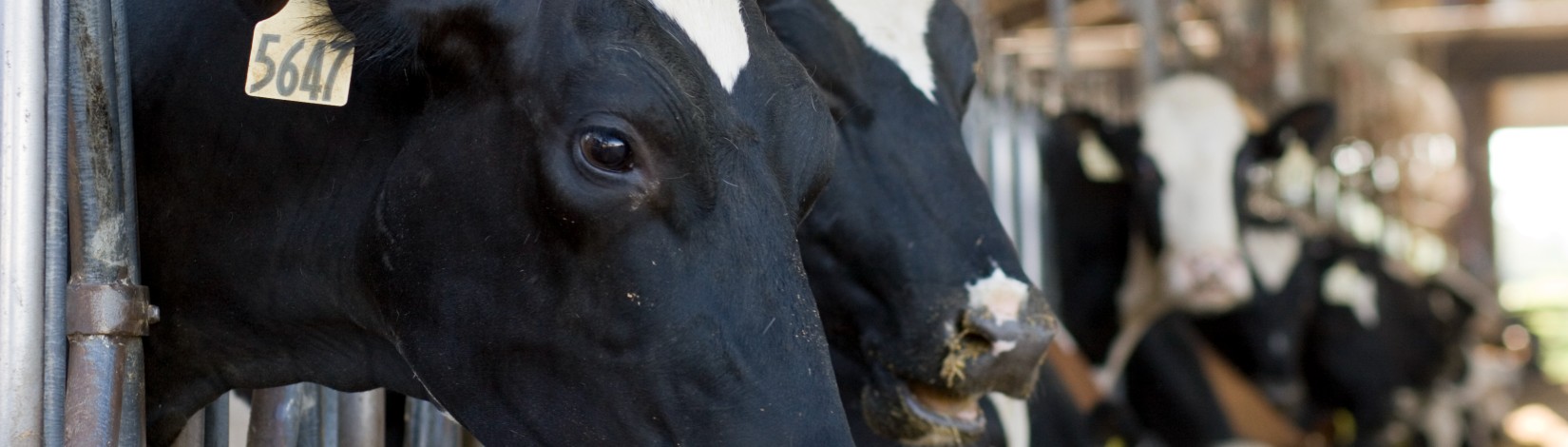 Feeding dairy cows at the University of Florida's Dairy Research Unit in Hague, Florida. Bos taurus, dairy cattle, livestock, industry, DRU.