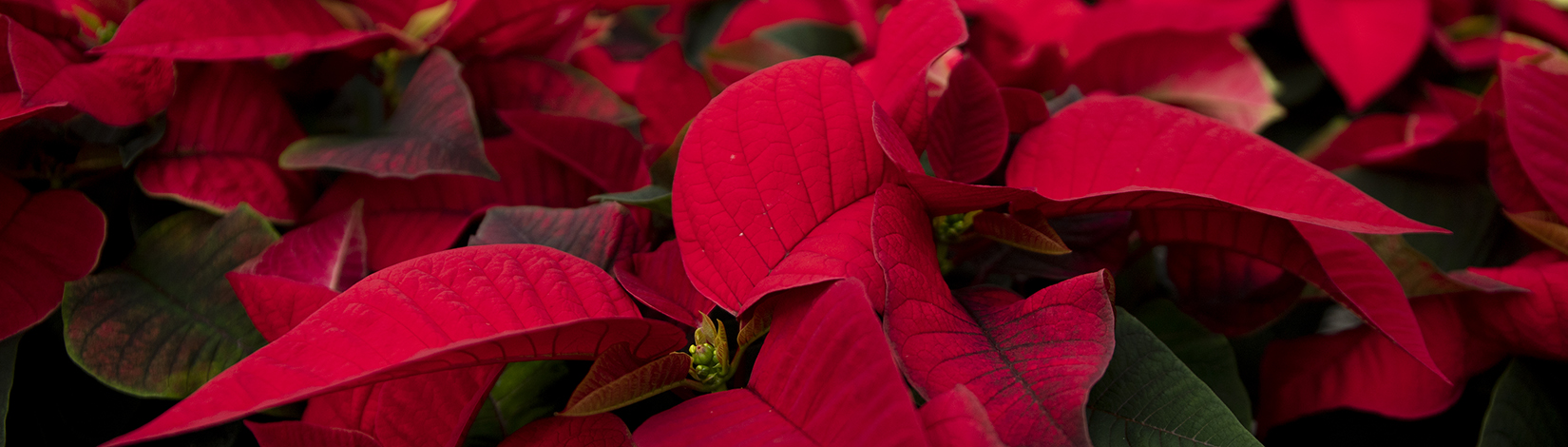 Poinsettia.