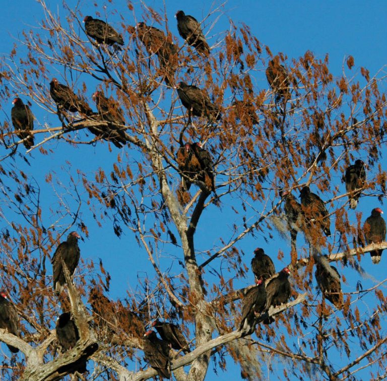 The Turkey Buzzard Serves a Real Purpose in Spite of Their Reputation