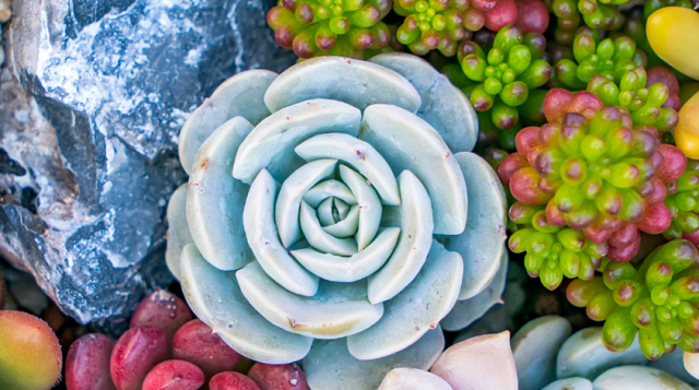 HIRING NOW Wakulla County Extension Director and Extension Agent II – IV – Horticulture and Small Farms