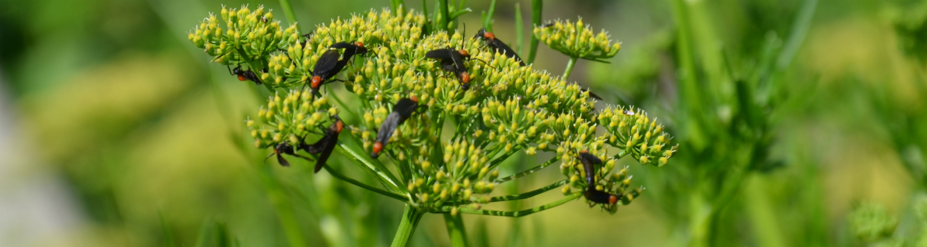 Lovebugs, flying insect, distraction, absence, conjoined, pairs