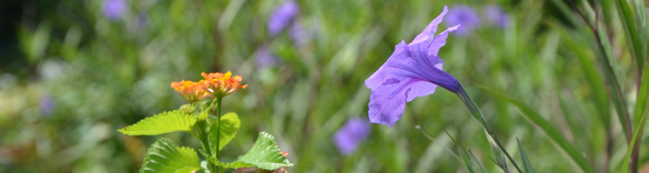 lantana-mexican-petunia-are-invasives