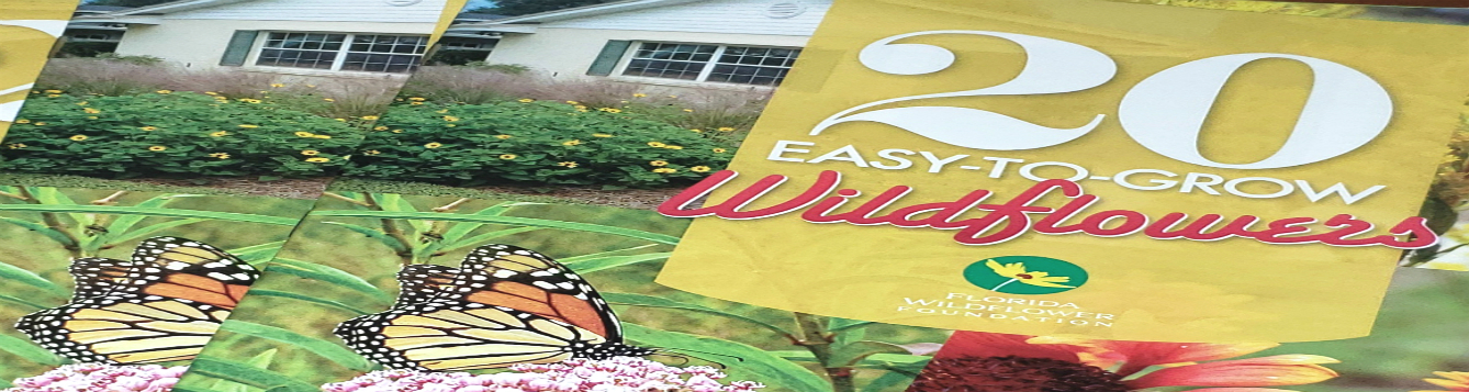 20 Easy-To-Grow Wildflowers