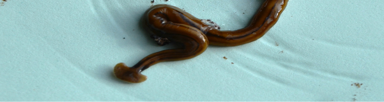 Hammerhead Flatworm