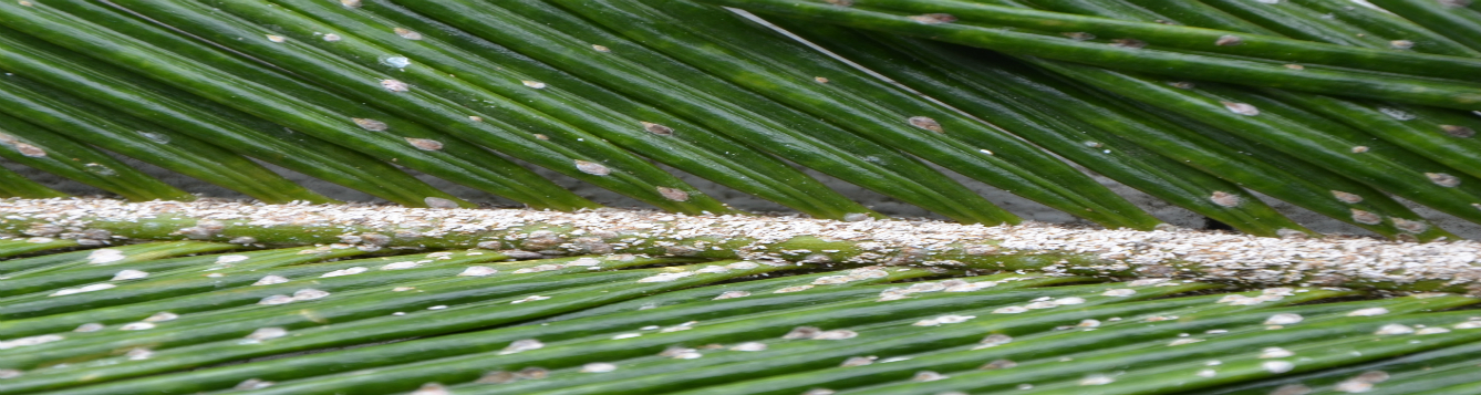 Scale Insects Photo by Les Harrison