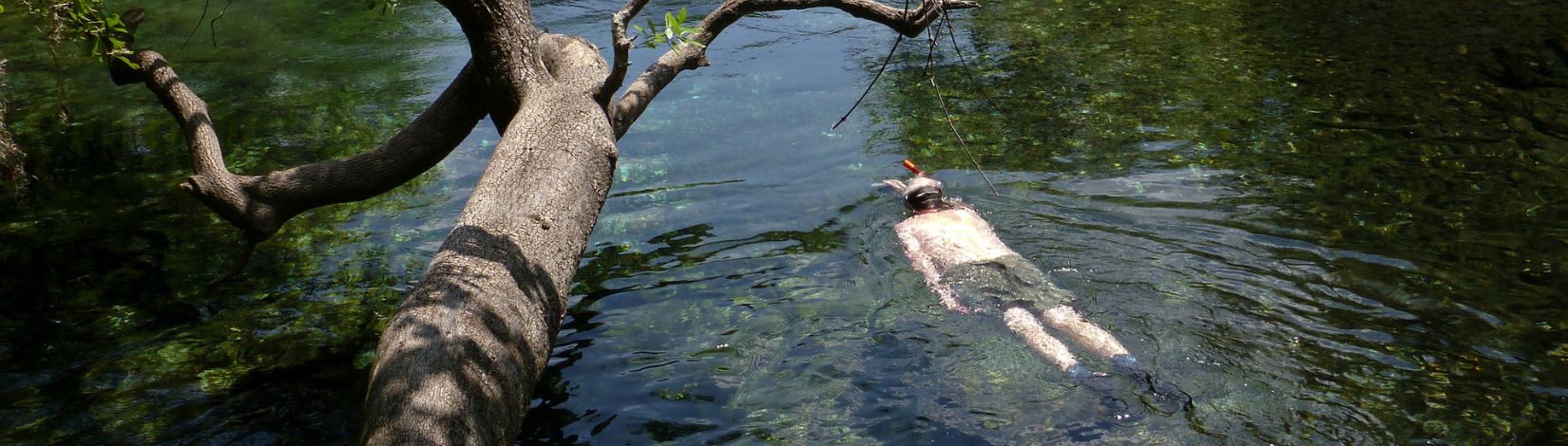 A swimmer enjoying the springs at Ichetucknee Springs State Park. Water, vegetation, spring, nature.