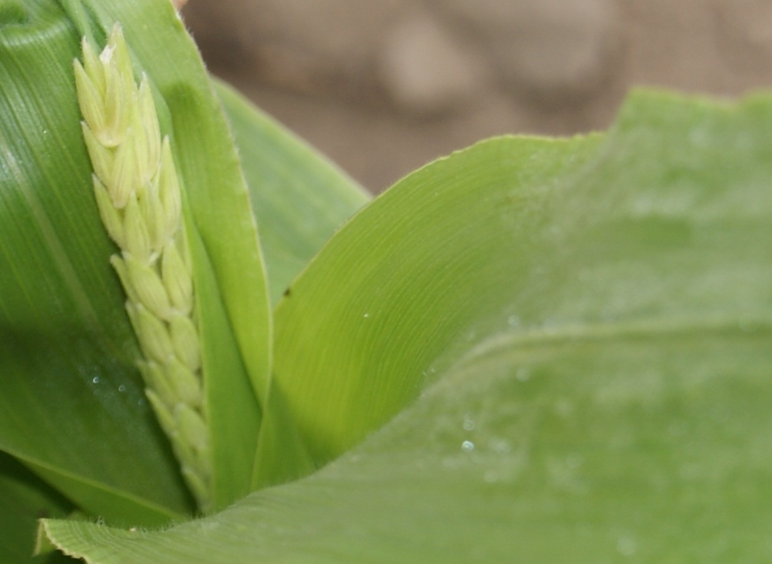 Chipley Farmers Market UF/IFAS Extension Washington County